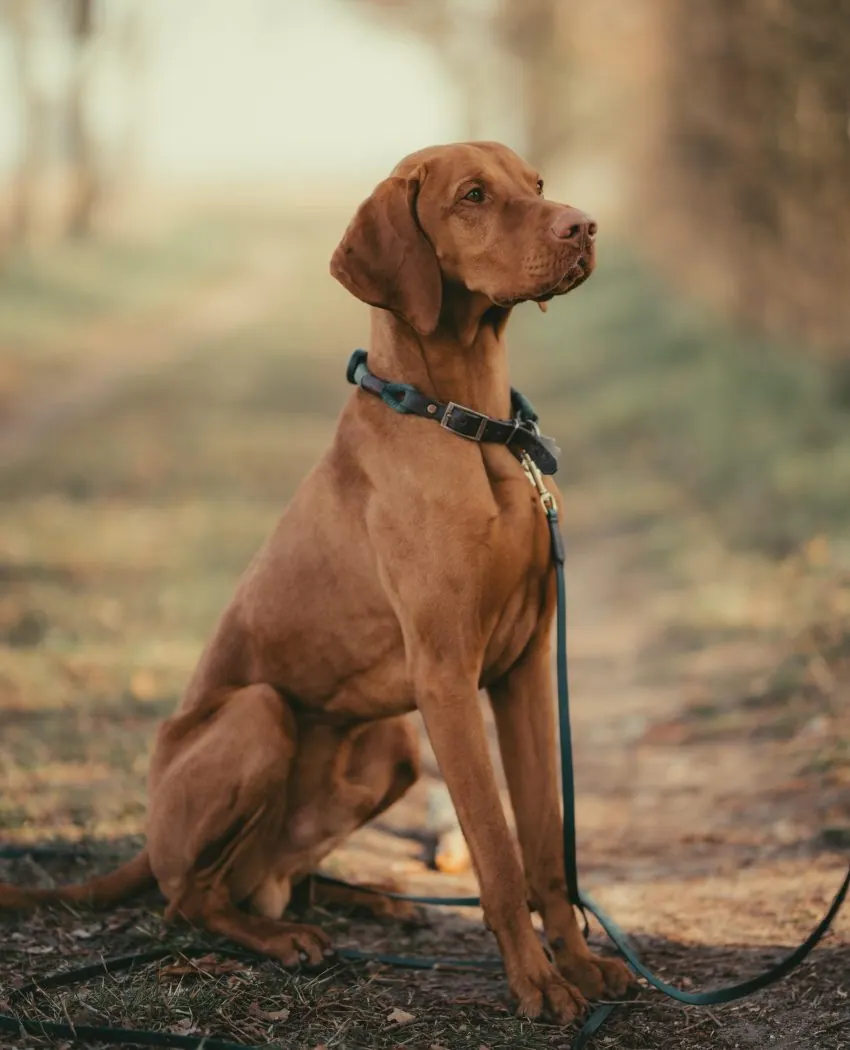 Therapiehund Eddie, ein Vizsla, sitzt aufmerksam auf einem Waldweg